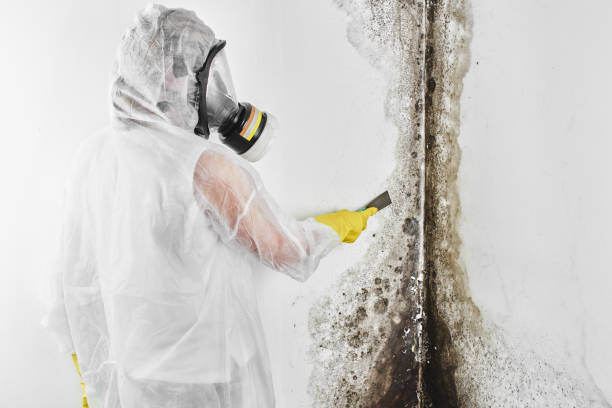 Best Toxic Mold Removal  in Bonner West Riverside, MT