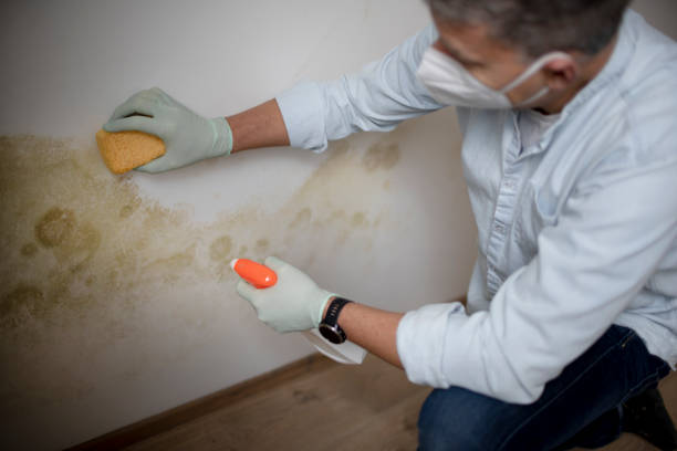 Professional Mold Removal in Bonner West Riverside, MT