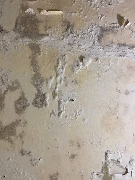 Best Mold Remediation  in Bonner West Riverside, MT